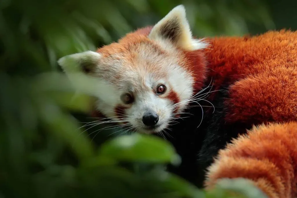 Red panda