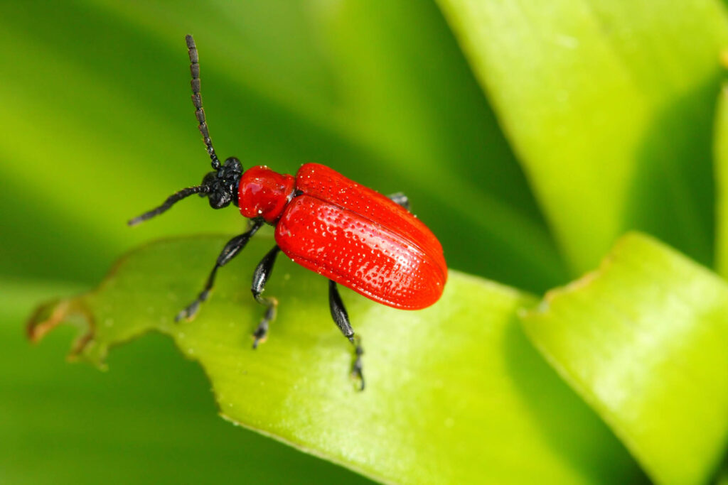 Red scarlet lily beetle