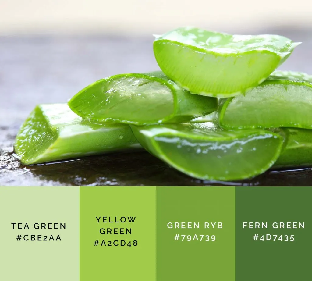 Aloe vera palette has beautiful shades of green color