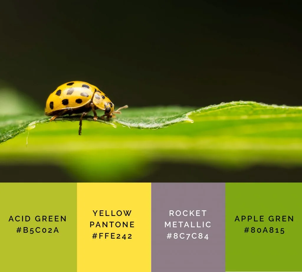 Ladybug palette has beautiful shades of green color