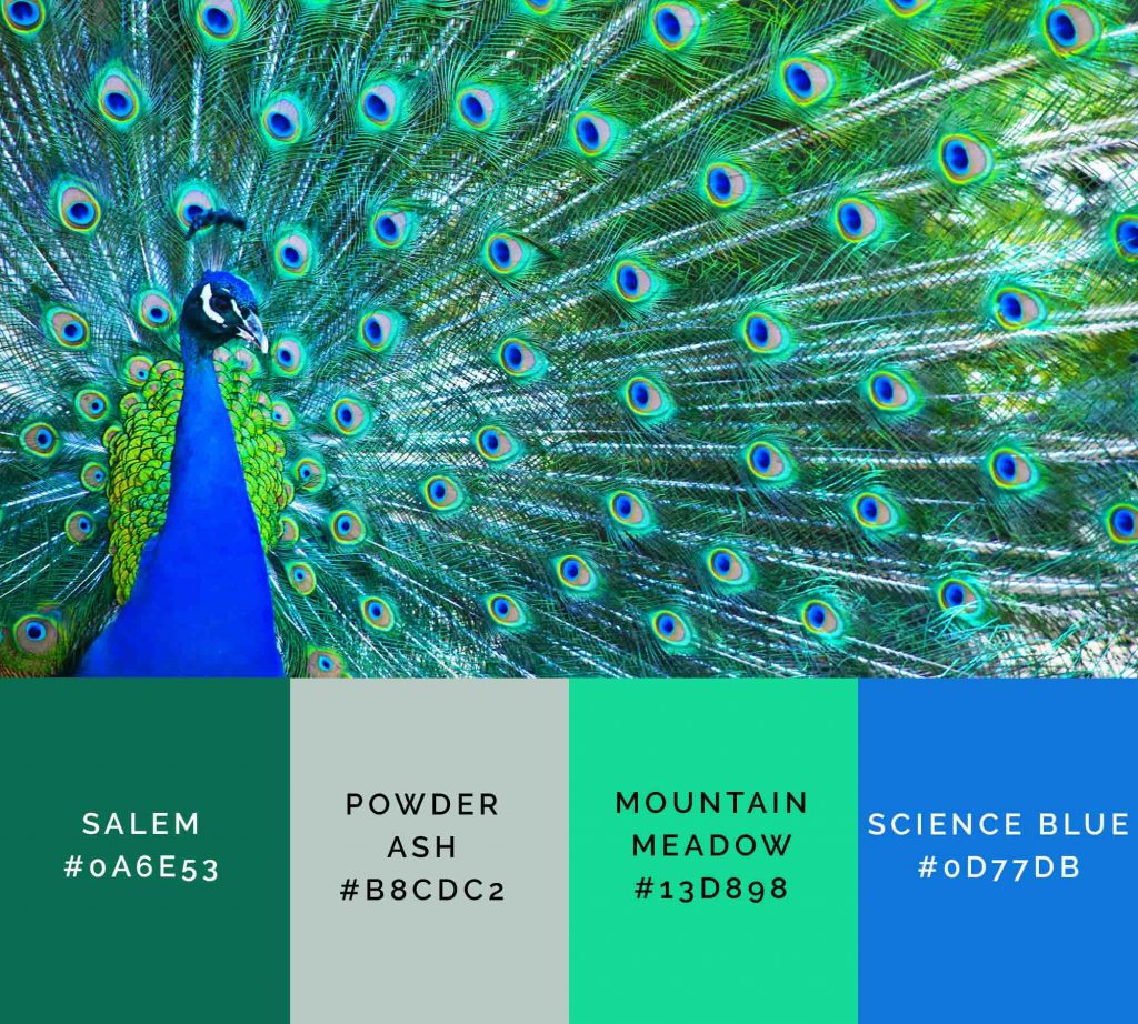 Peacock palette has beautiful shades of green color