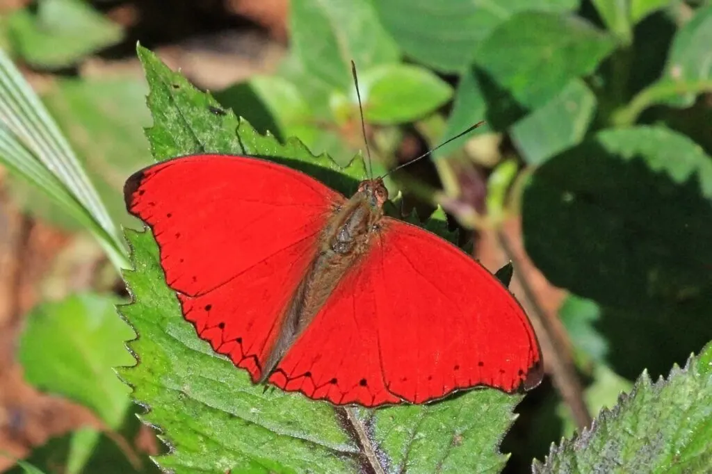 Red glider butterfly