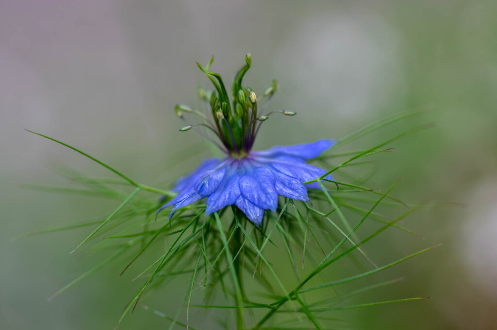 Blue Nigella damascena flower