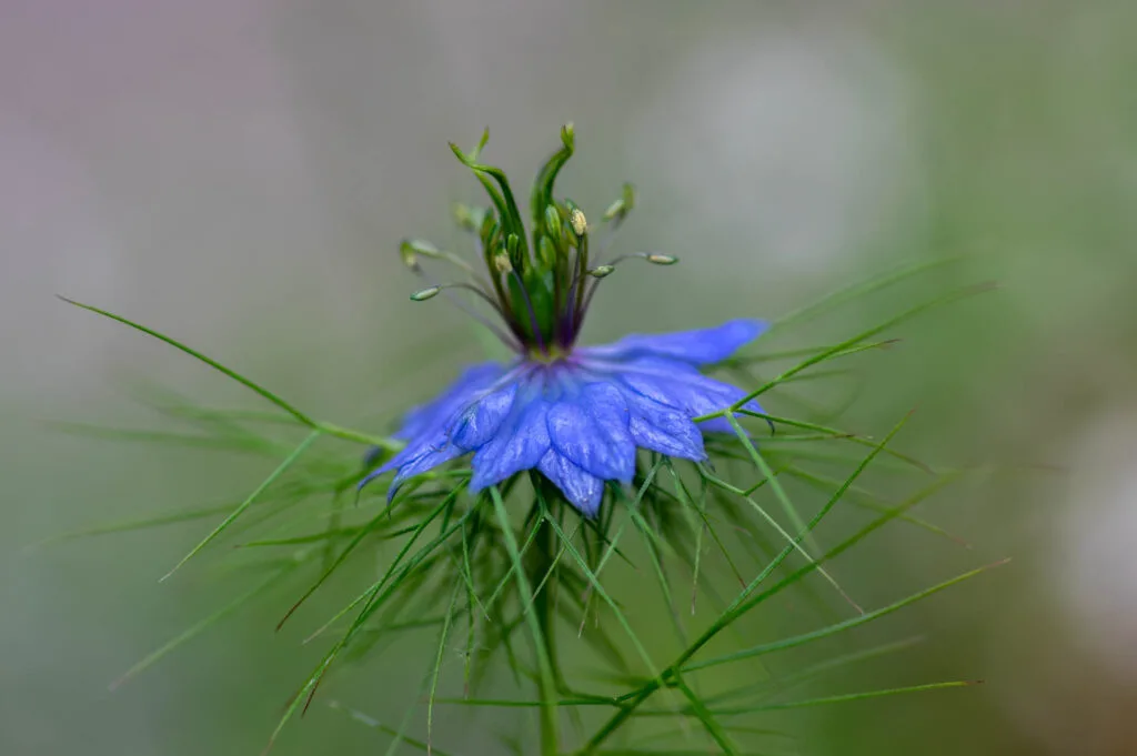 Blue Nigella damascena flower