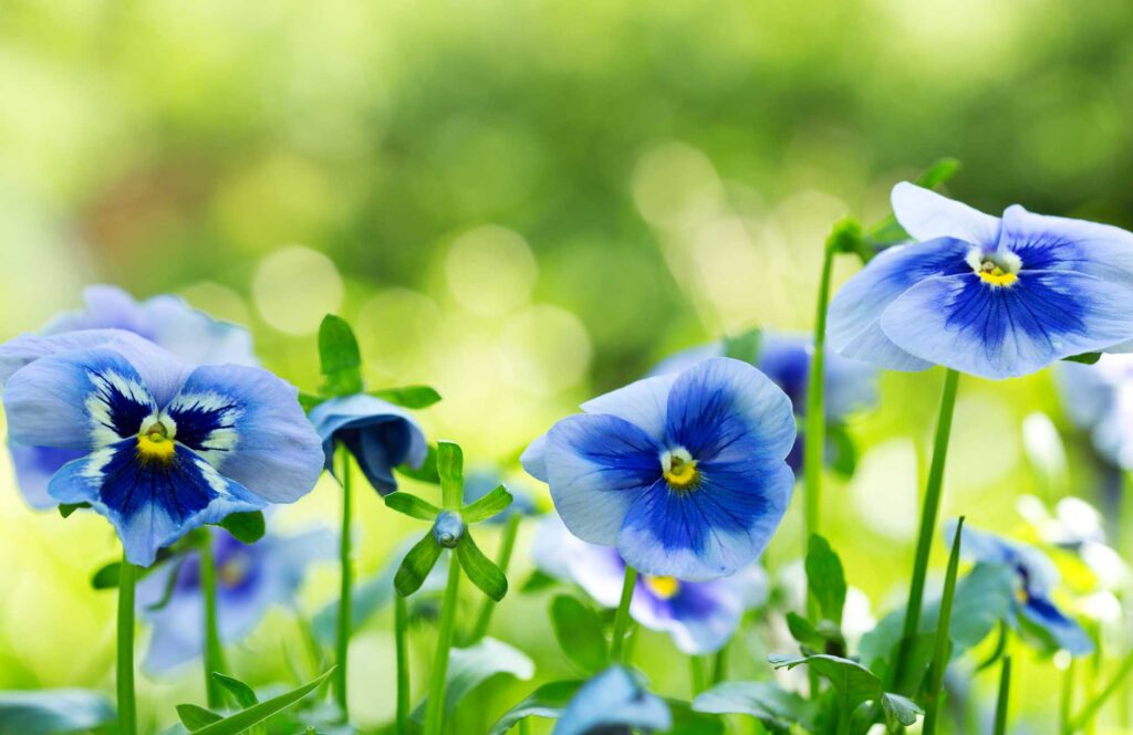 Blue pansy flower