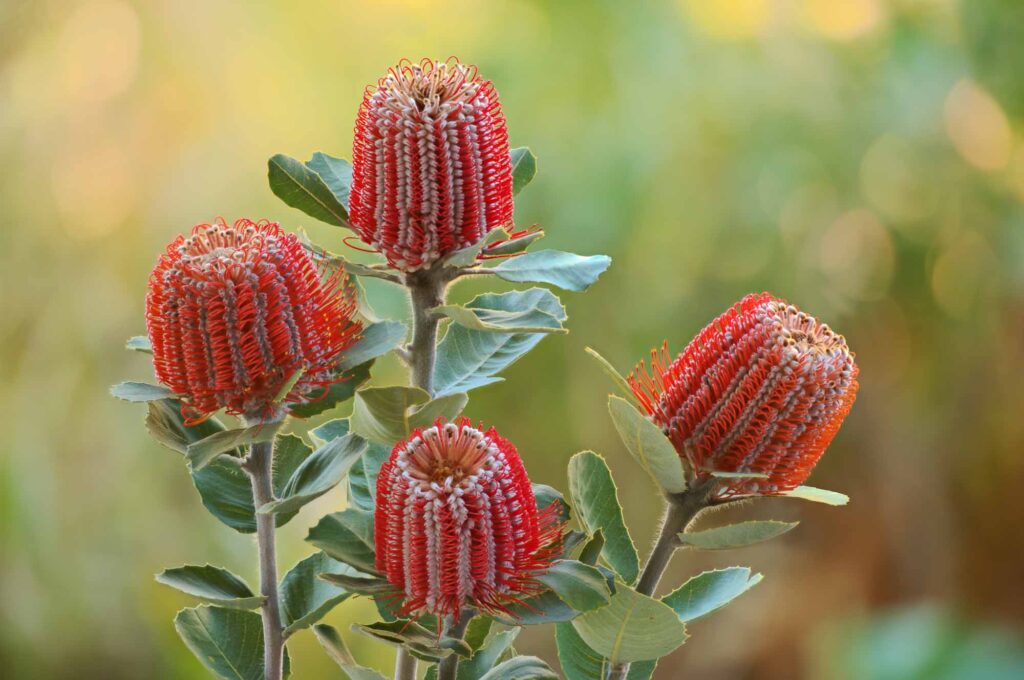 Red banksia