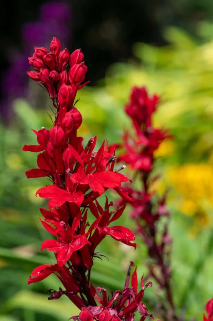 Red cardinal