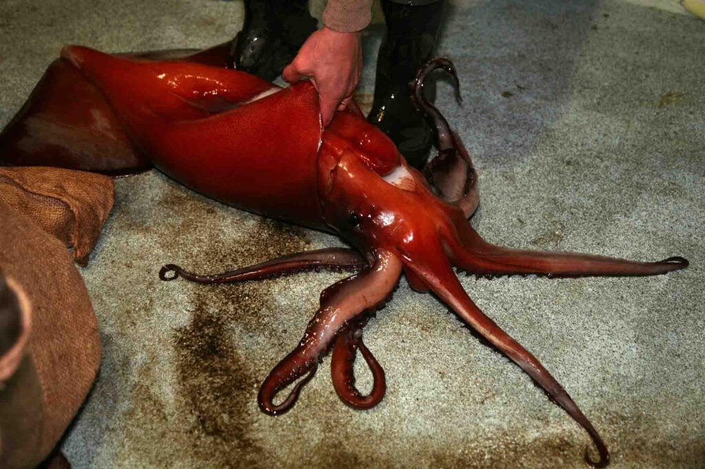 Red giant squid