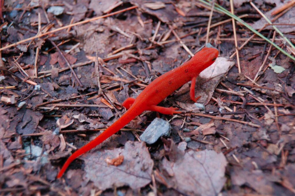 Red newt