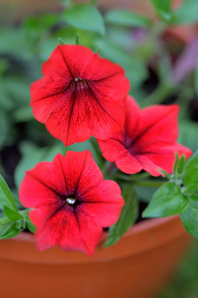 Red petunia