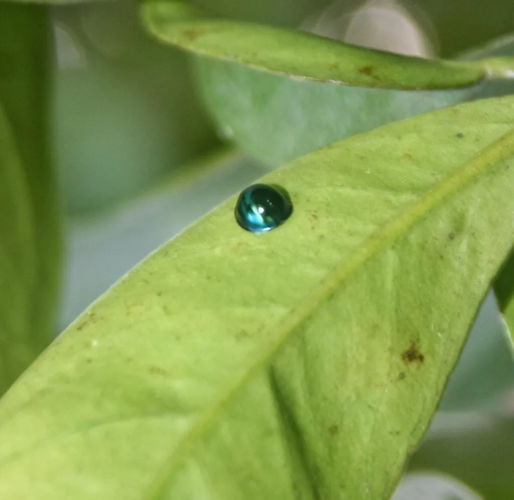 Steelblue ladybug