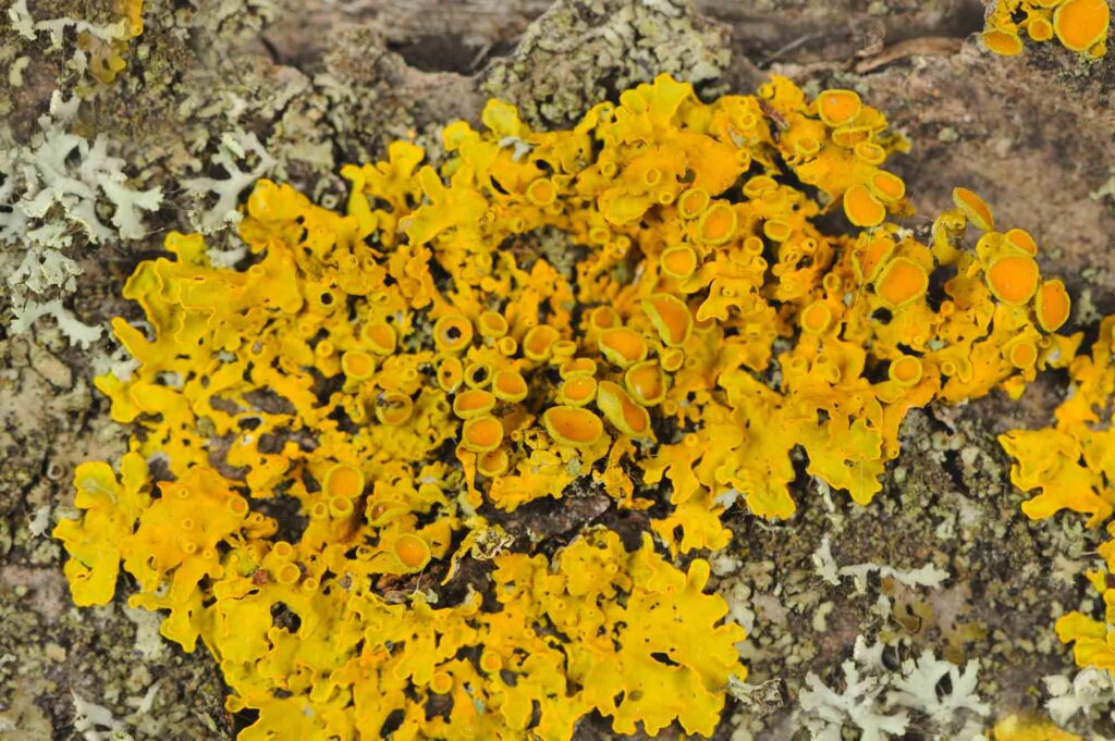 Yellow golden shield lichen