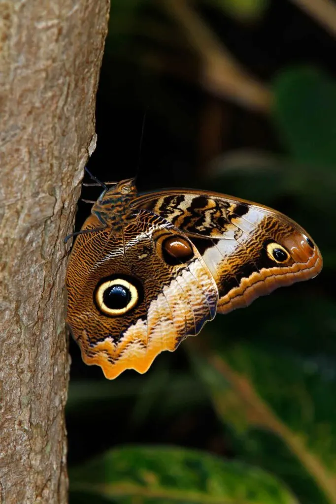 Brazilian Brown butterfly