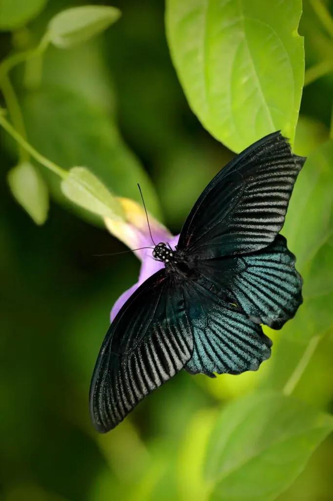 Black butterfly