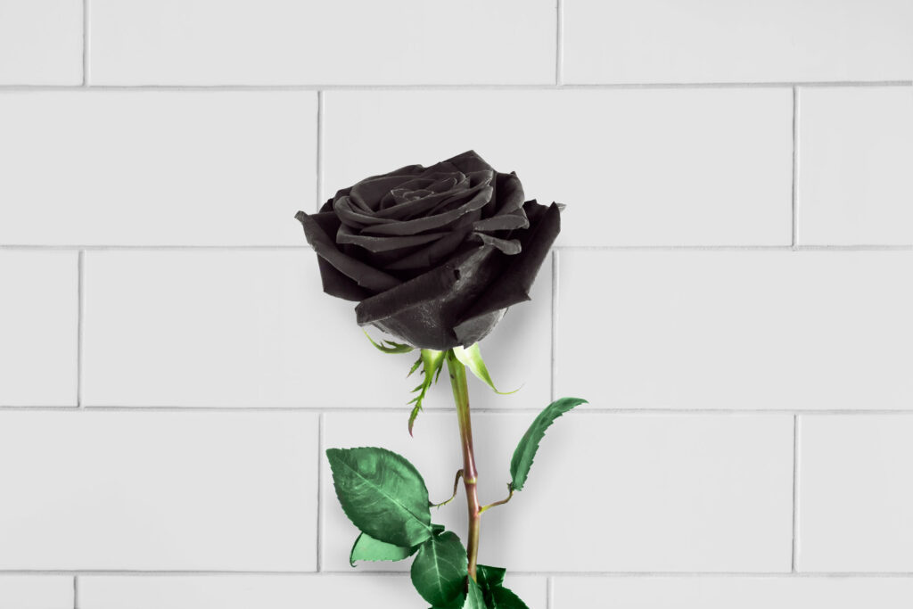 Black rose over white background