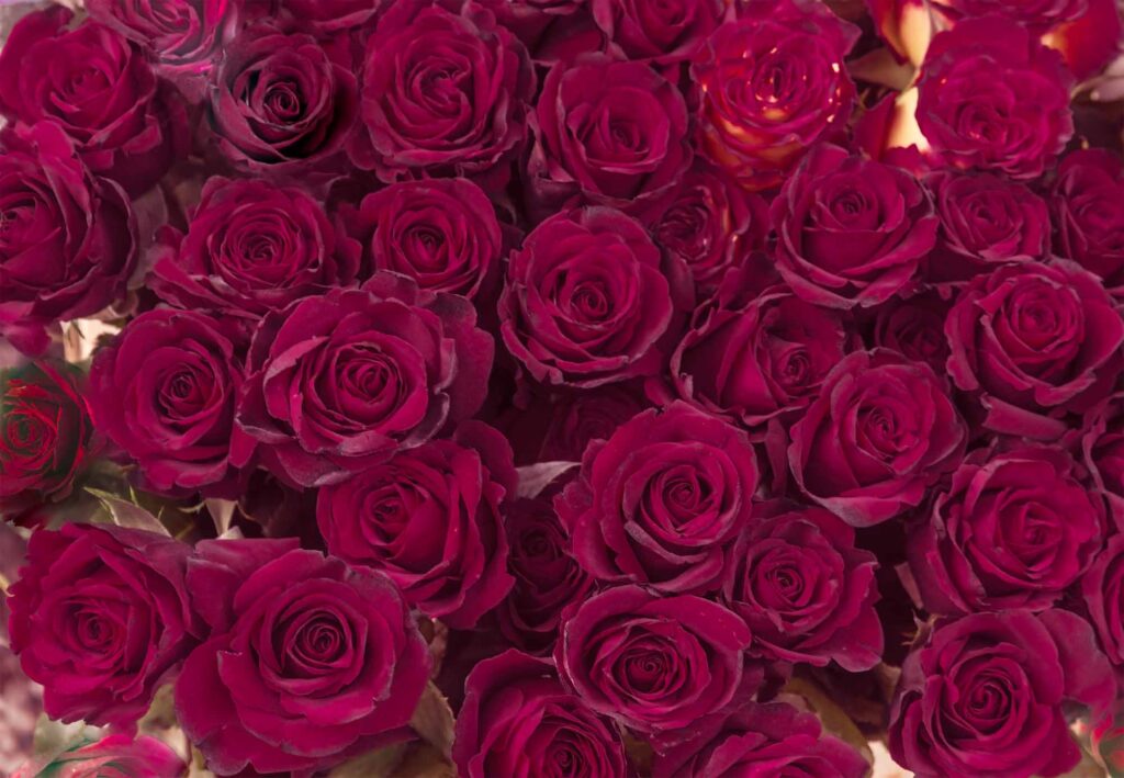 Burgundy rose color meaning