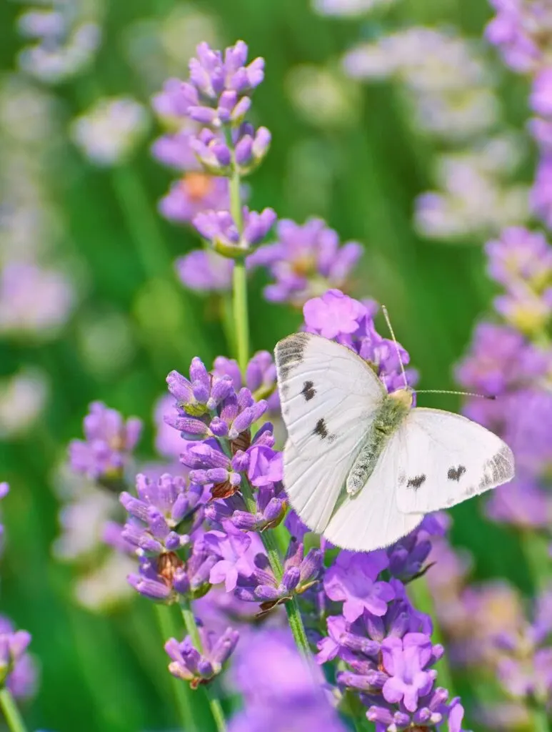 White butterfly