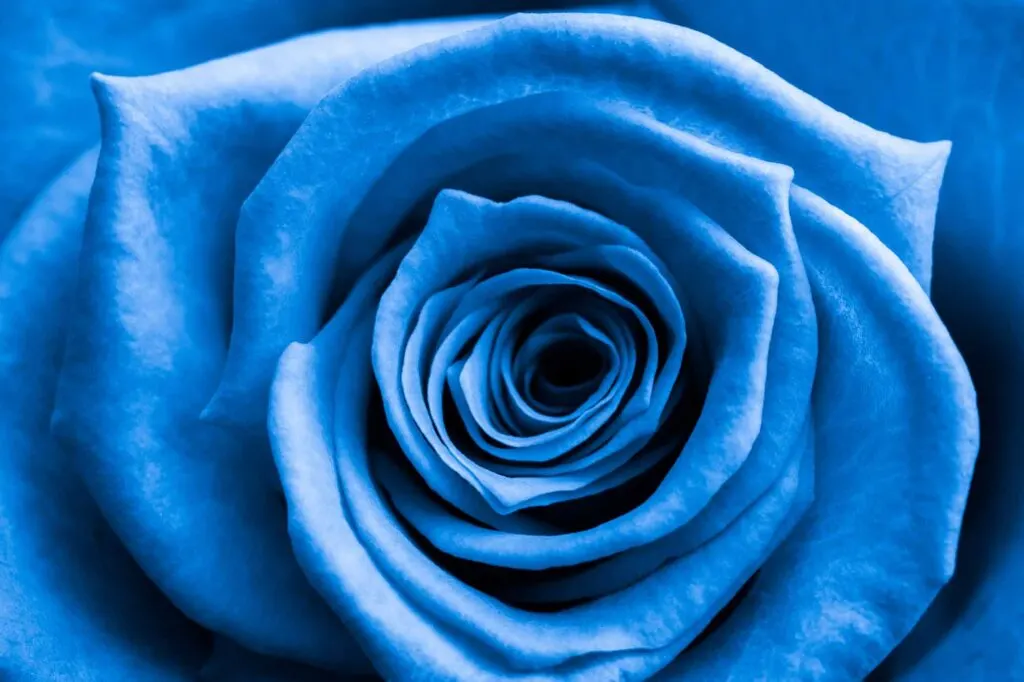 Close up of blue rose