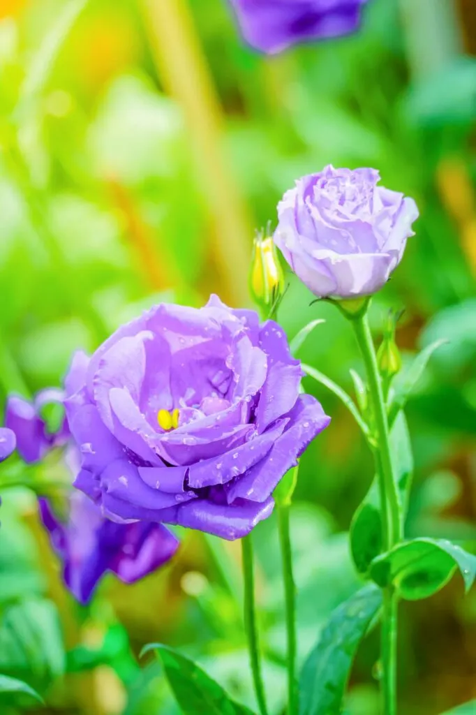 Lavender rose color meaning