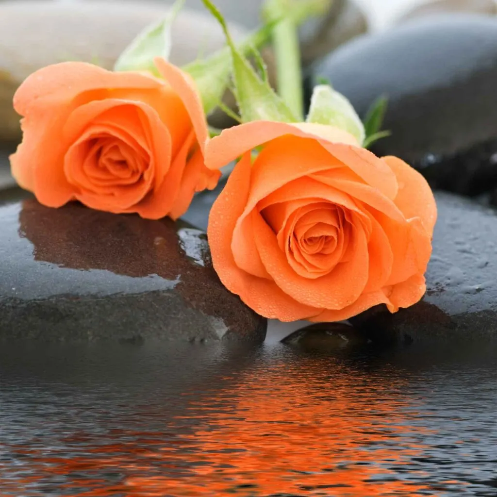 Orange rose color meaning