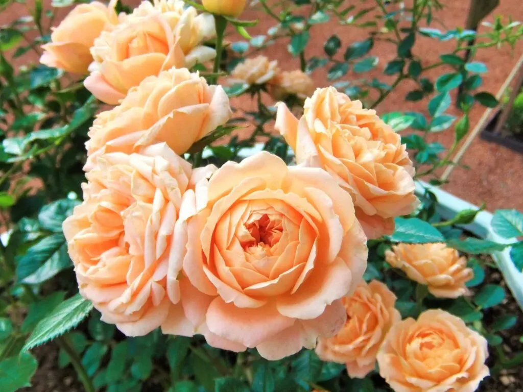Peach rose color meaning