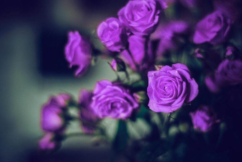 Purple rose color meaning