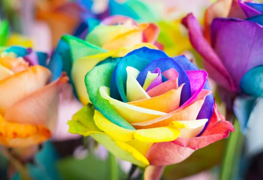 Rainbow rose color meaning