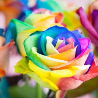 Rainbow rose color meaning