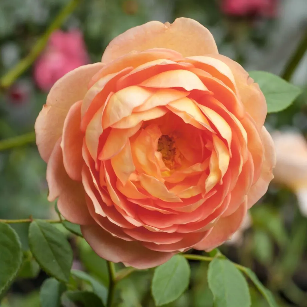 Salmon rose color meaning