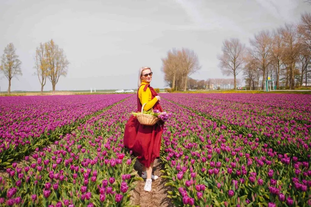 Yellow, red, purple, and green colors on a tulip field
