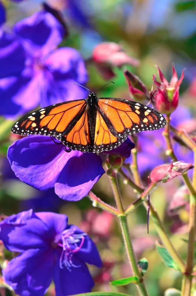 Orange monarch butterfly on purple flowers