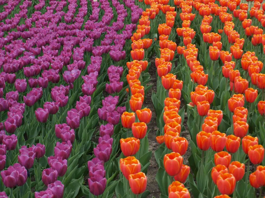 Orange and purple tulips with green leaves are the perfect example of triadic colors