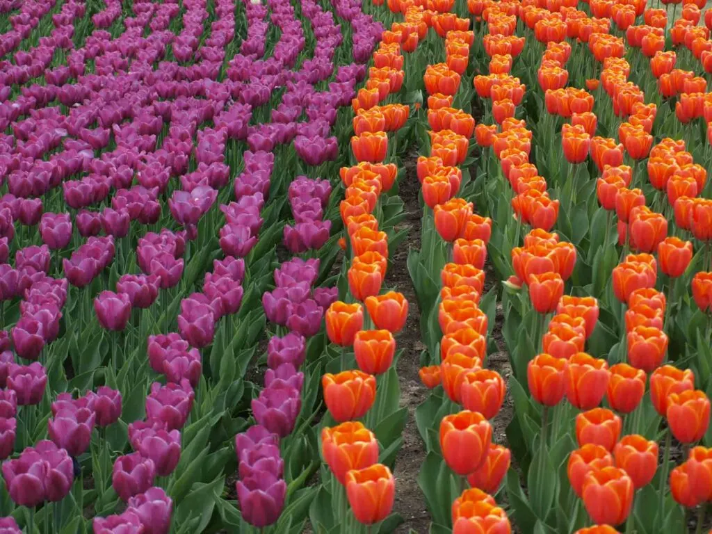 Orange and purple tulips with green leaves are the perfect example of triadic colors