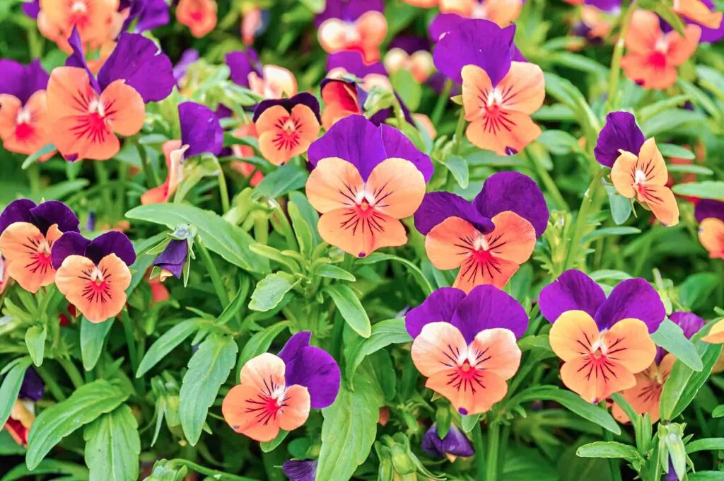 Orange and purple flowers