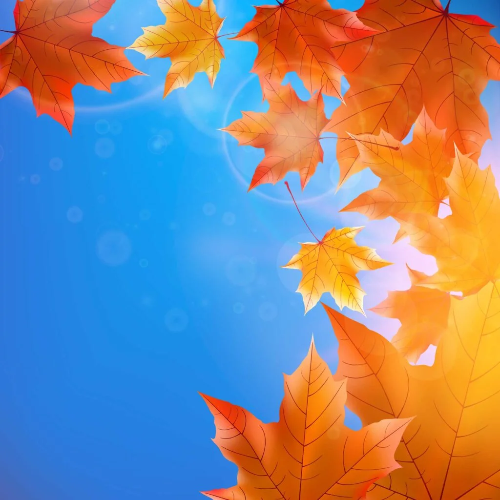 Orange and yellow fall leaves against a blue sky