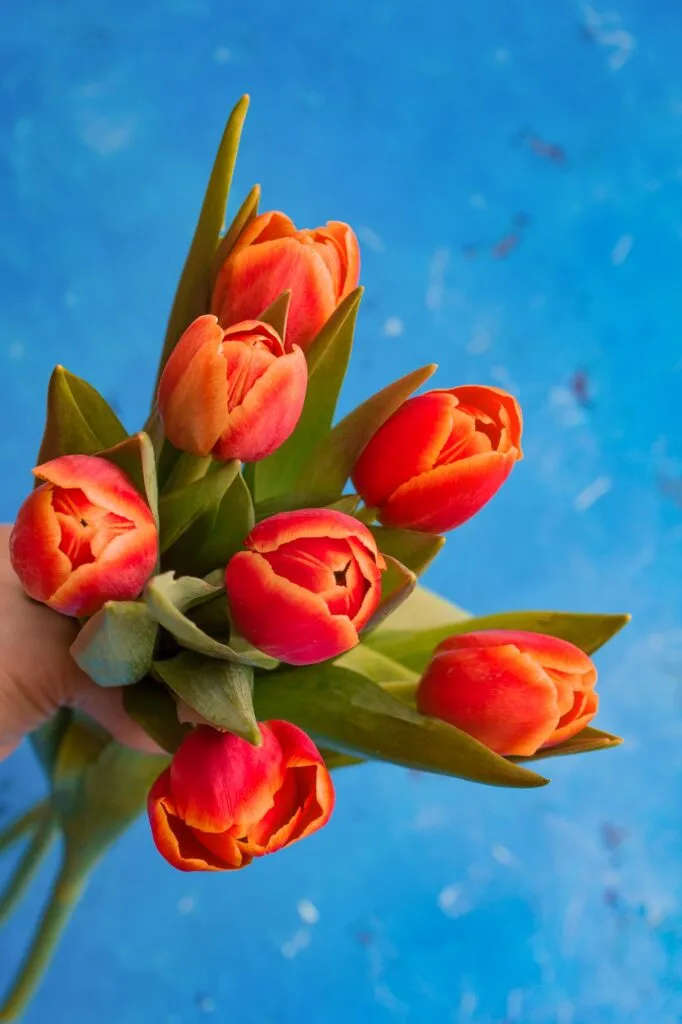 Red and orange tulips with green leaves on blue background is an example of tetradic colors