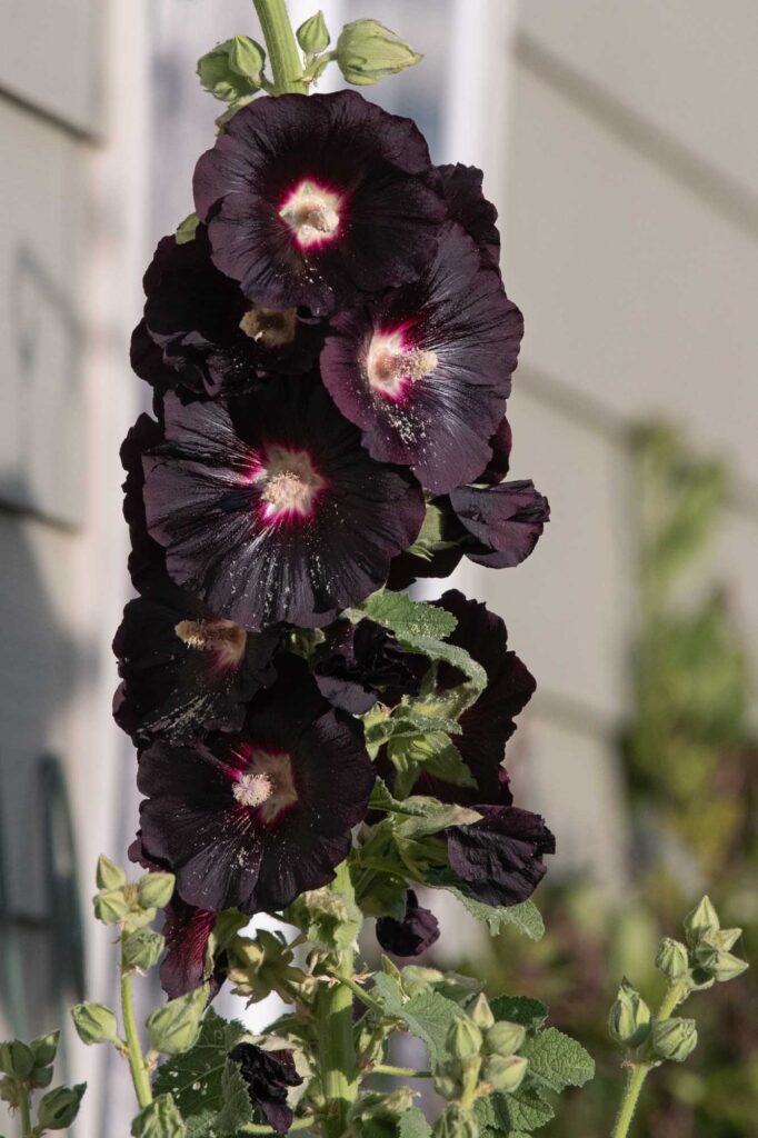 Black hollyhock blossoms