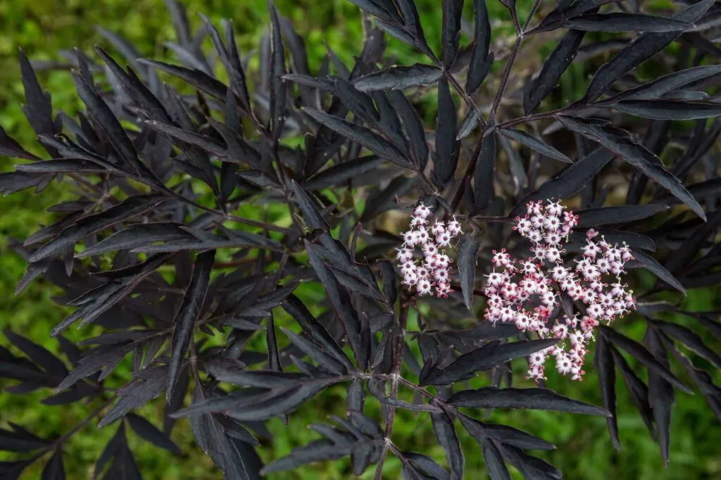 Black lace elderberry with pink flowers