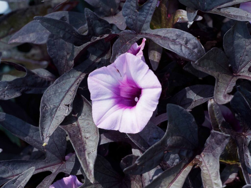 Blackie ipomoea sweet potato vine