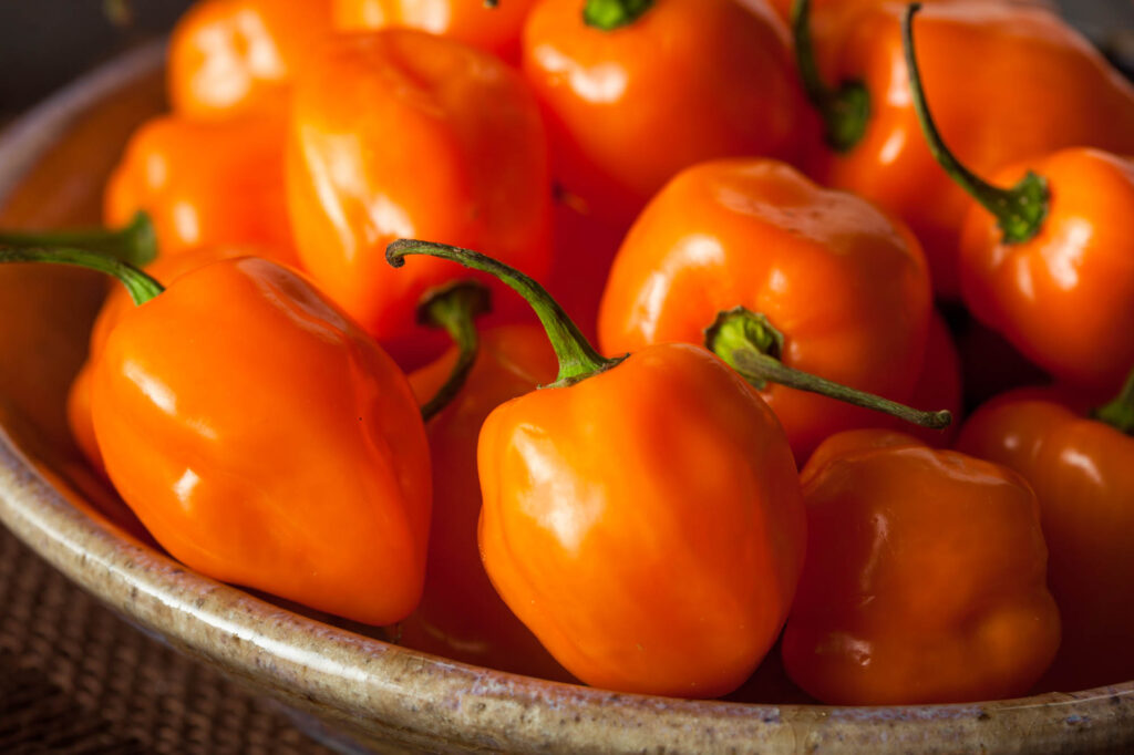 Orange habanero peppers