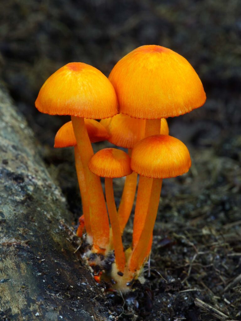 Orange mycena leaiana mushrooms