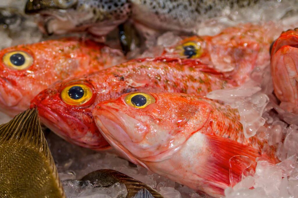 Orange roughy fish