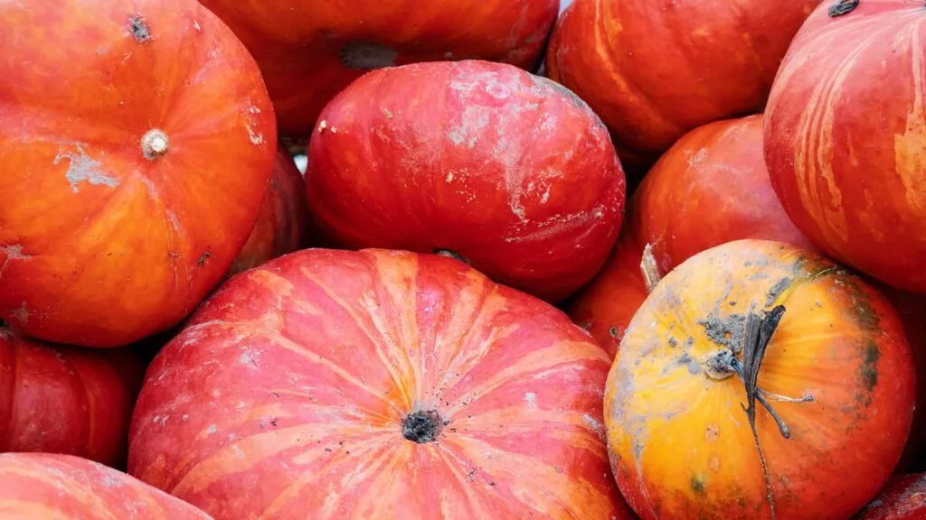 Rouge Vif dEtampes is a red colored pumpkin