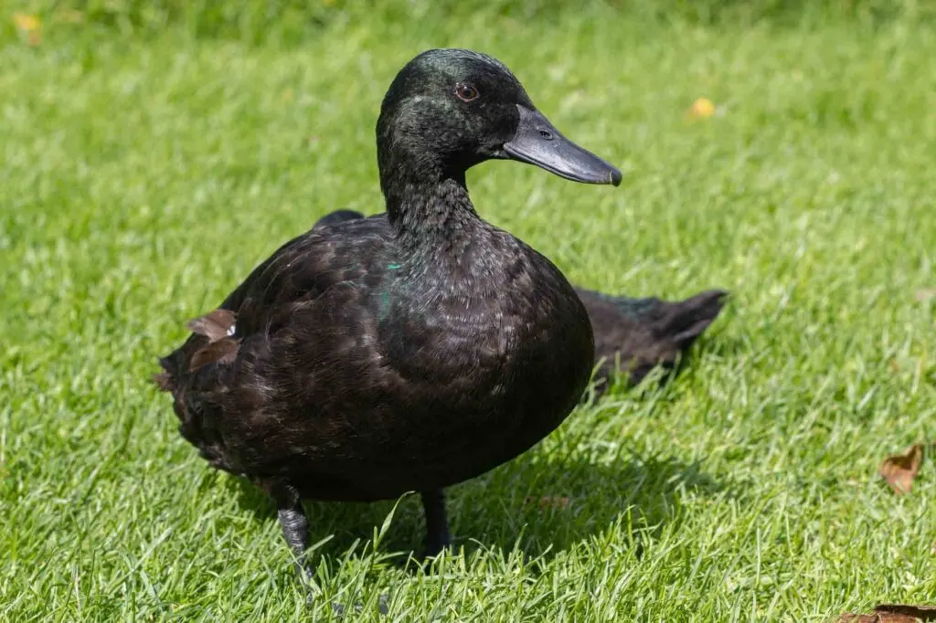 Black Cayuga Duck
