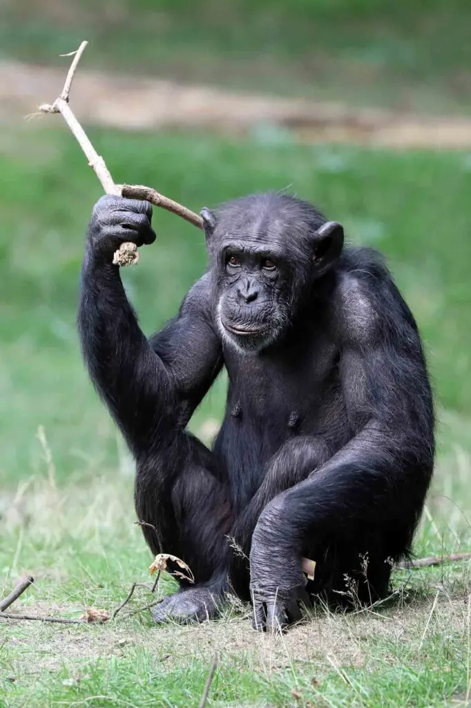 Black chimpanzee