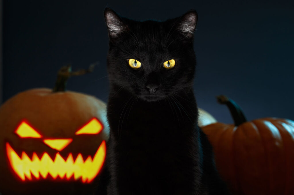 Black cat next to orange pumpkin on Halloween