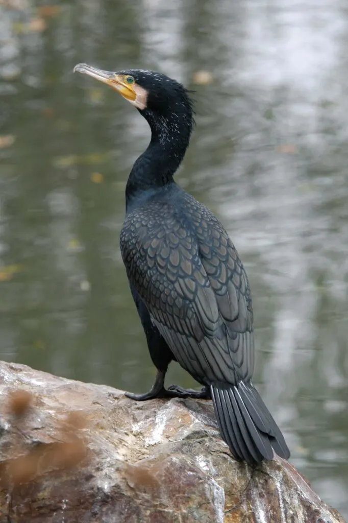 Black Great Cormorant