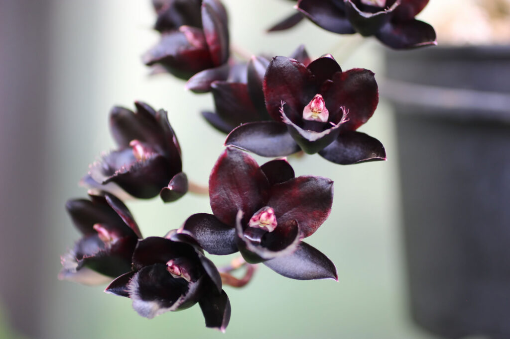 Black orchids