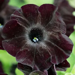 Black velvet petunia flower