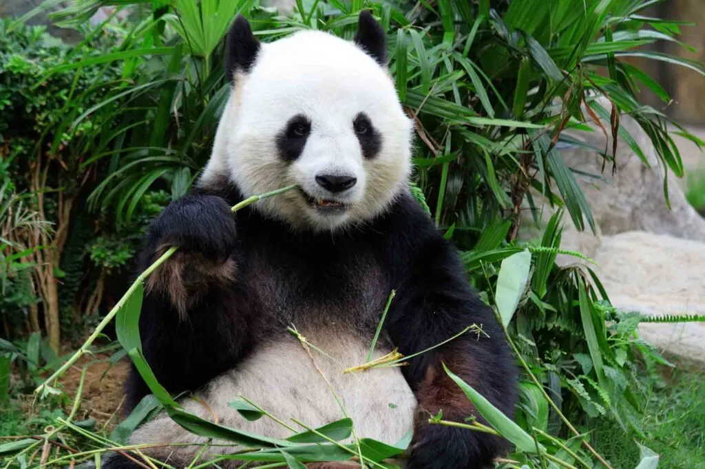 Black and white panda